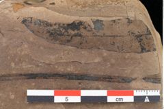 Foto (Detailansicht) von Cyperites strictus Ettingshausen (NHMW-GEO-2024-0188-0396)